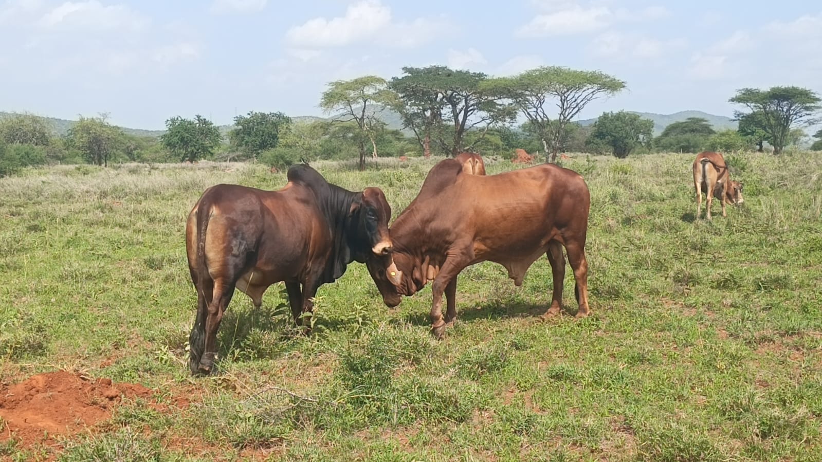 Breeding Bulls