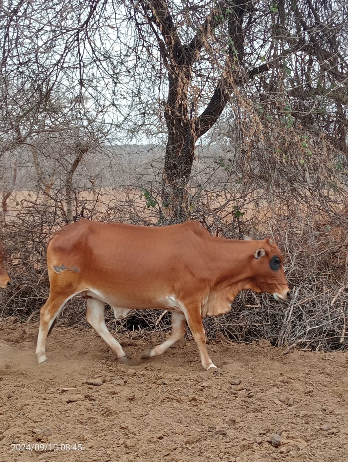 Cow Females