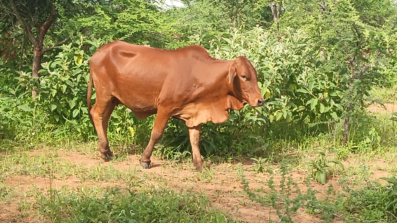 Cow Females