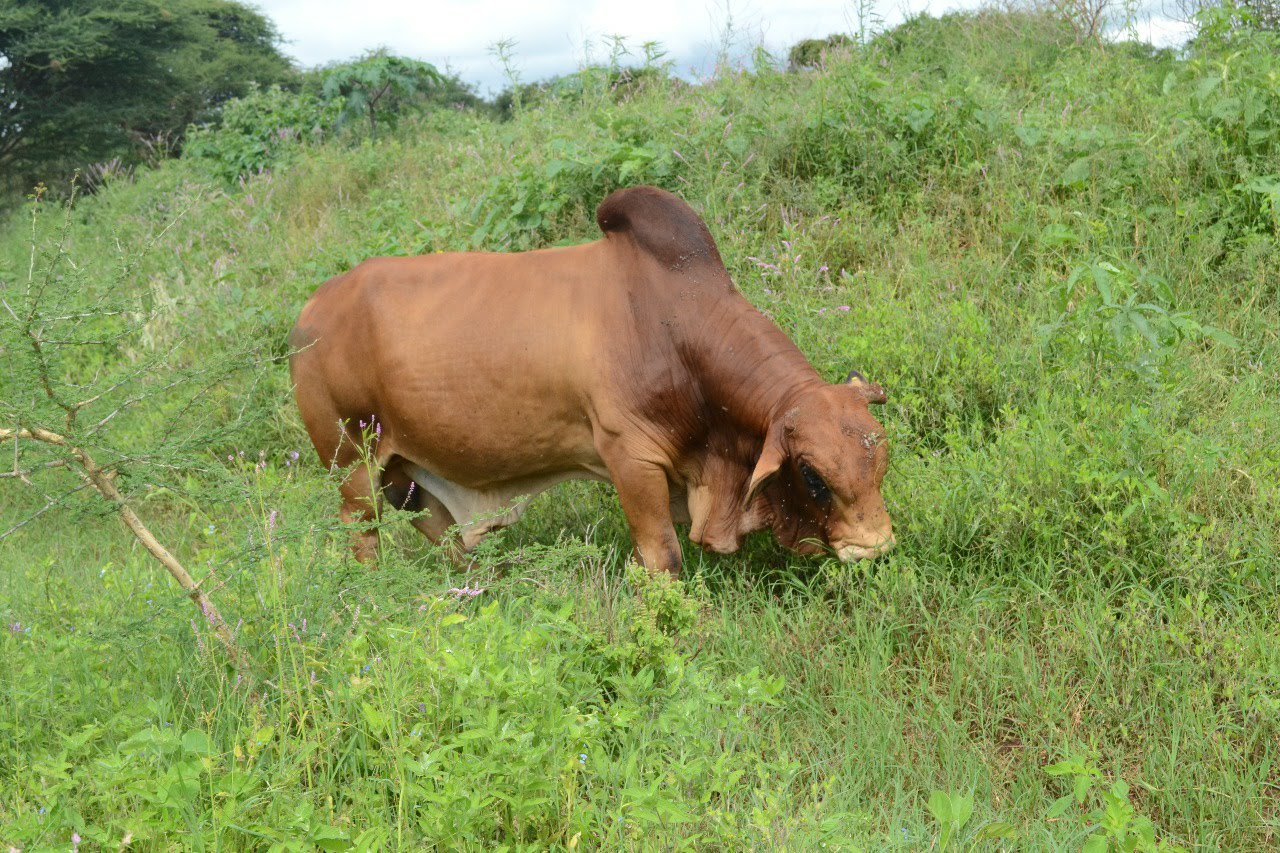 Bulls for sale
