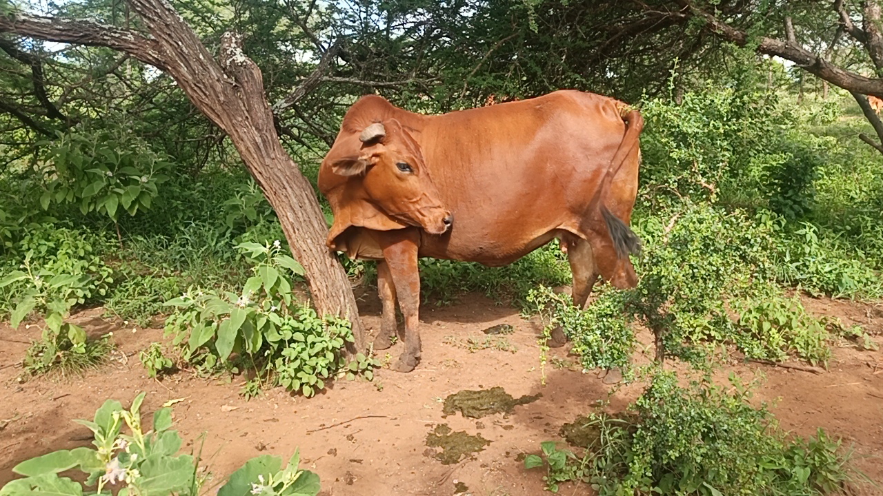 Cow Females
