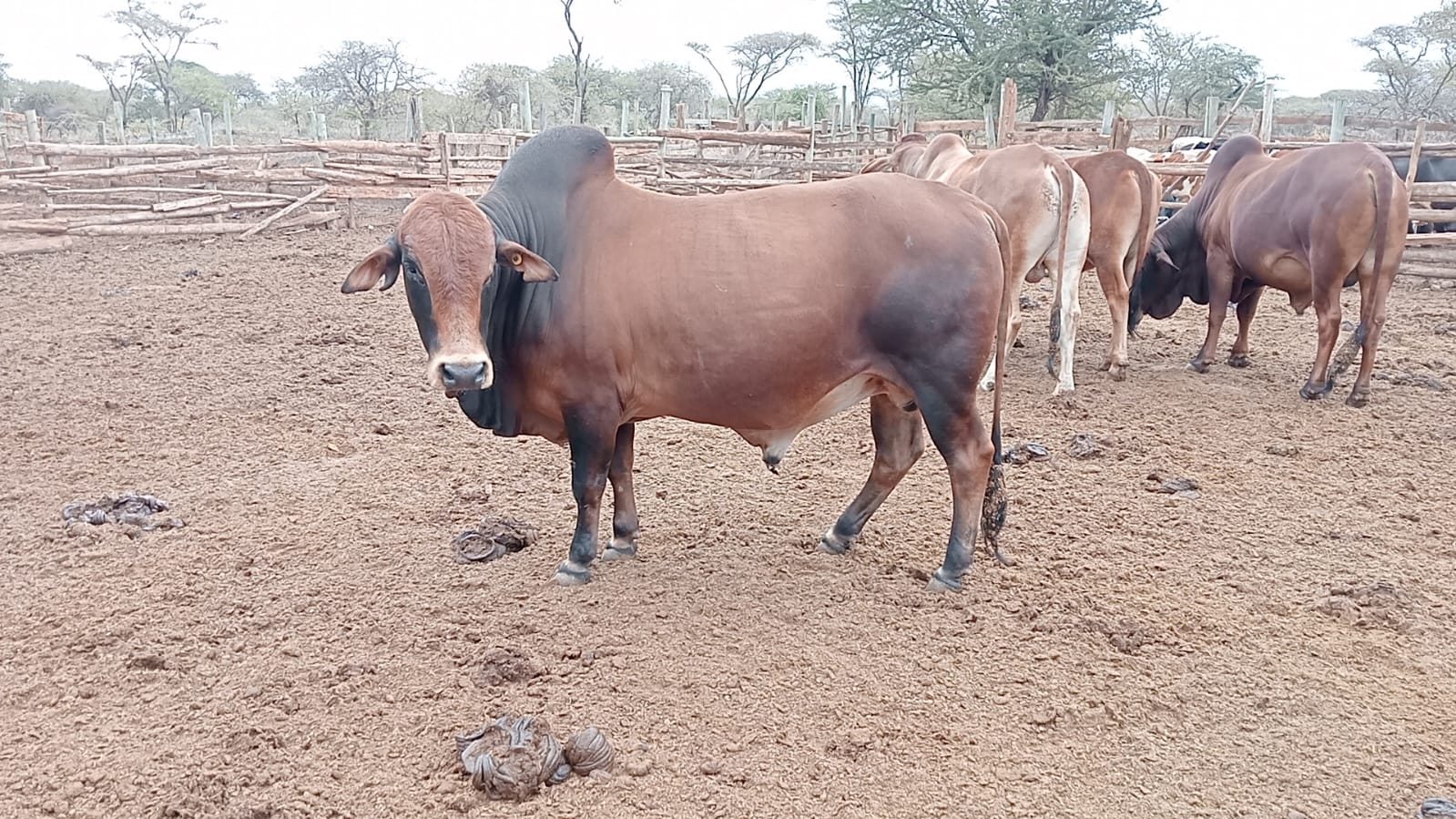 Namelok Farm sale event
