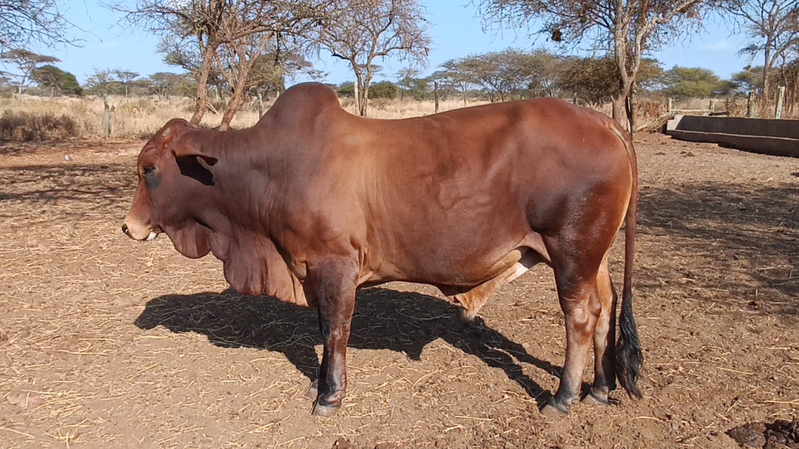 Bull 3 Sahiwal
