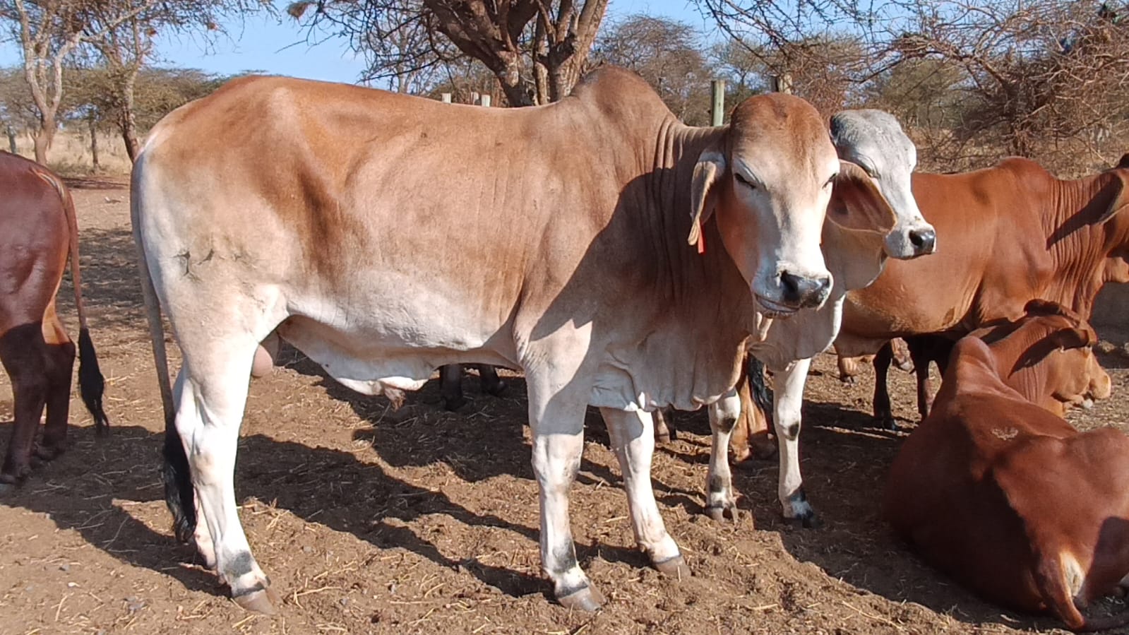 Bull 4 Brahman-Sahiwal Cross