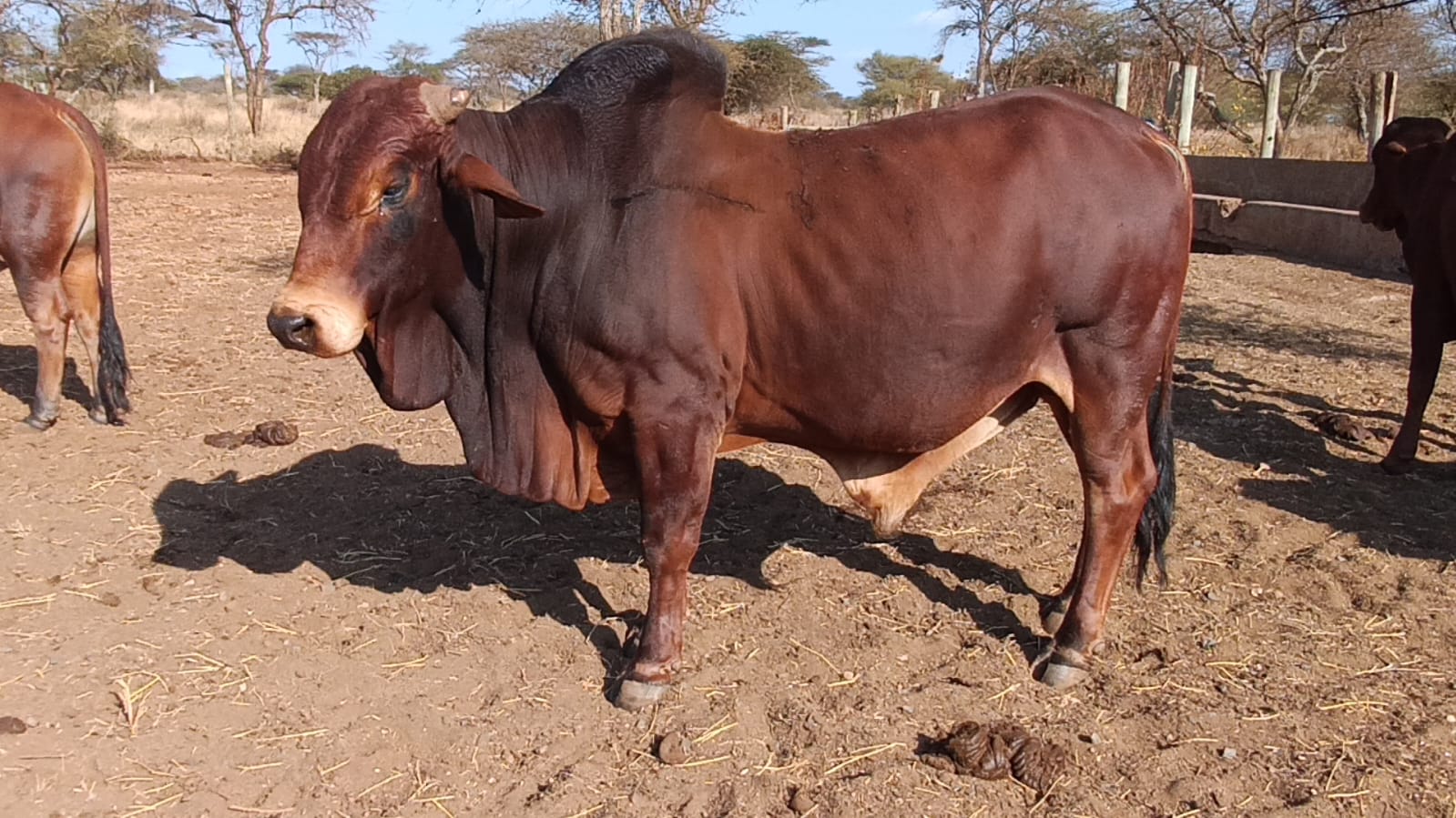 Bull 5 Sahiwal