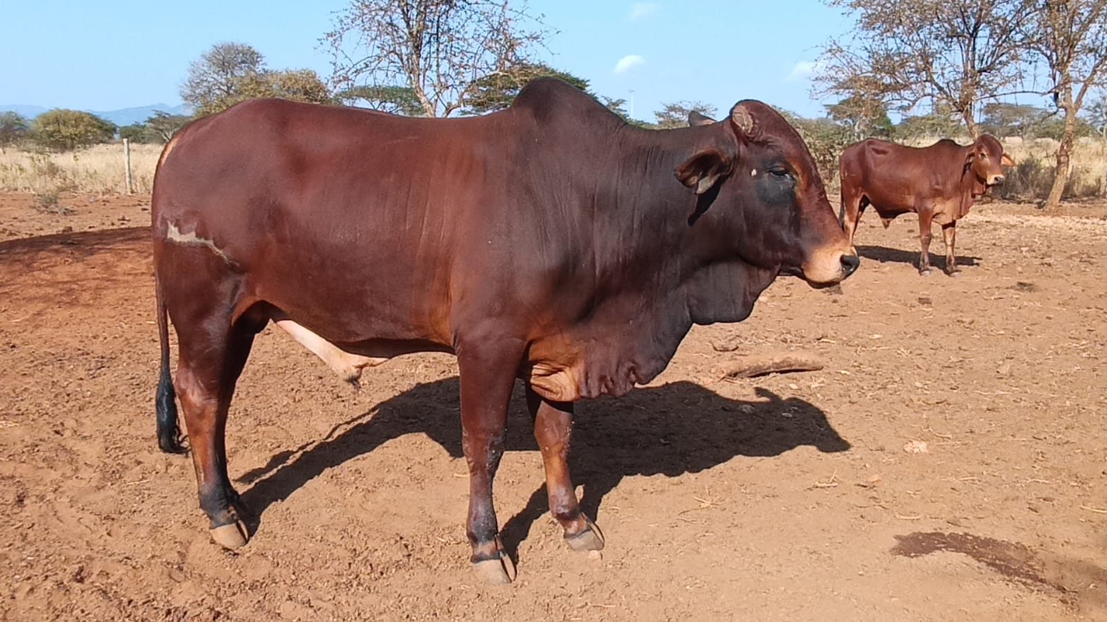 Bull 6 Sahiwal