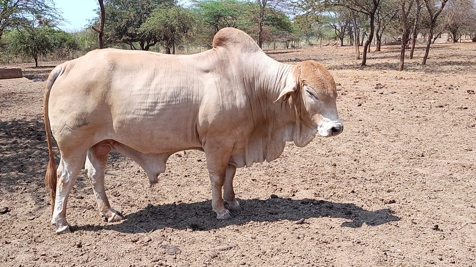 Bull 7 Sahiwal