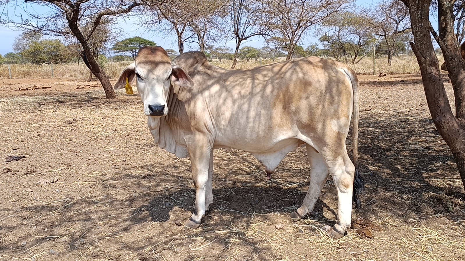 Bull 8 Brahman-Sahiwal Cross
