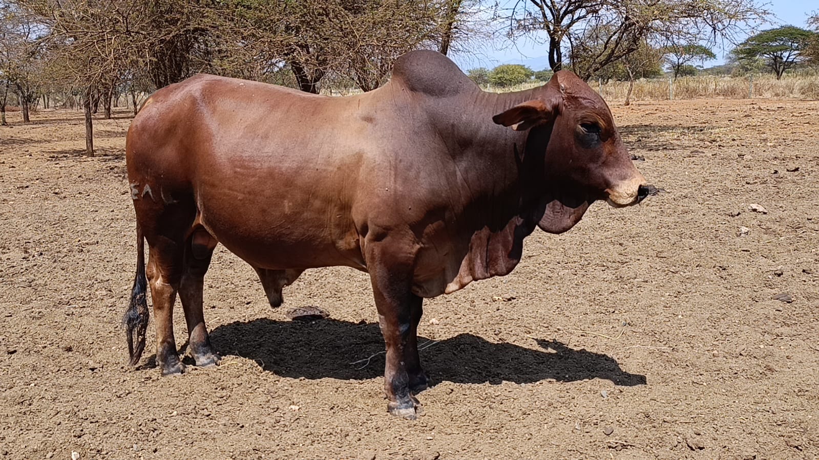 Bull 9 Sahiwal