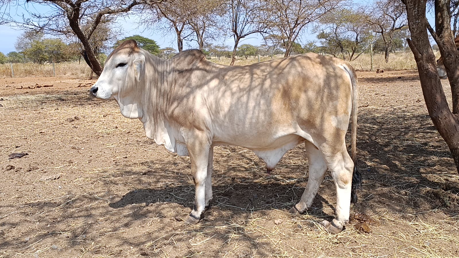Bull 10 Brahman-Sahiwal Cross