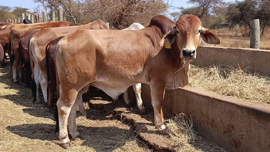 Namelok Farm cow families grazing together at the feed trough