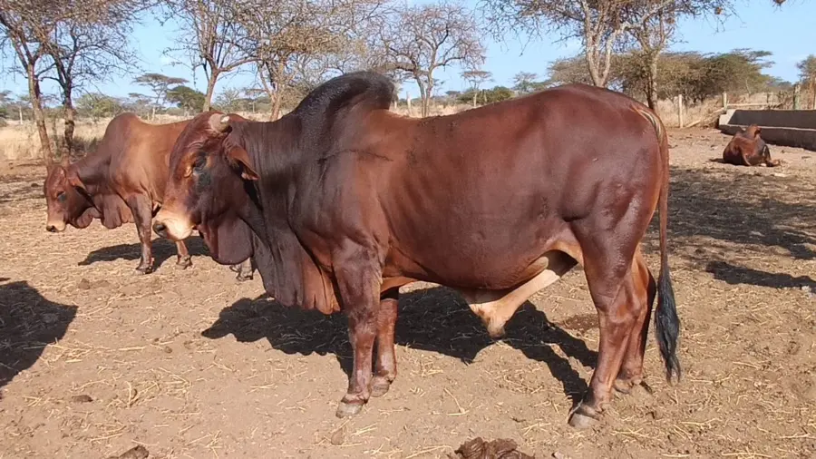 A well-conditioned Namelok Farm bull finished on pasture