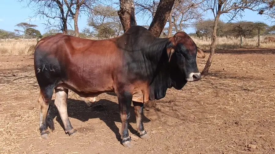 Grass-fed Namelok Farm cattle raised for the beef program