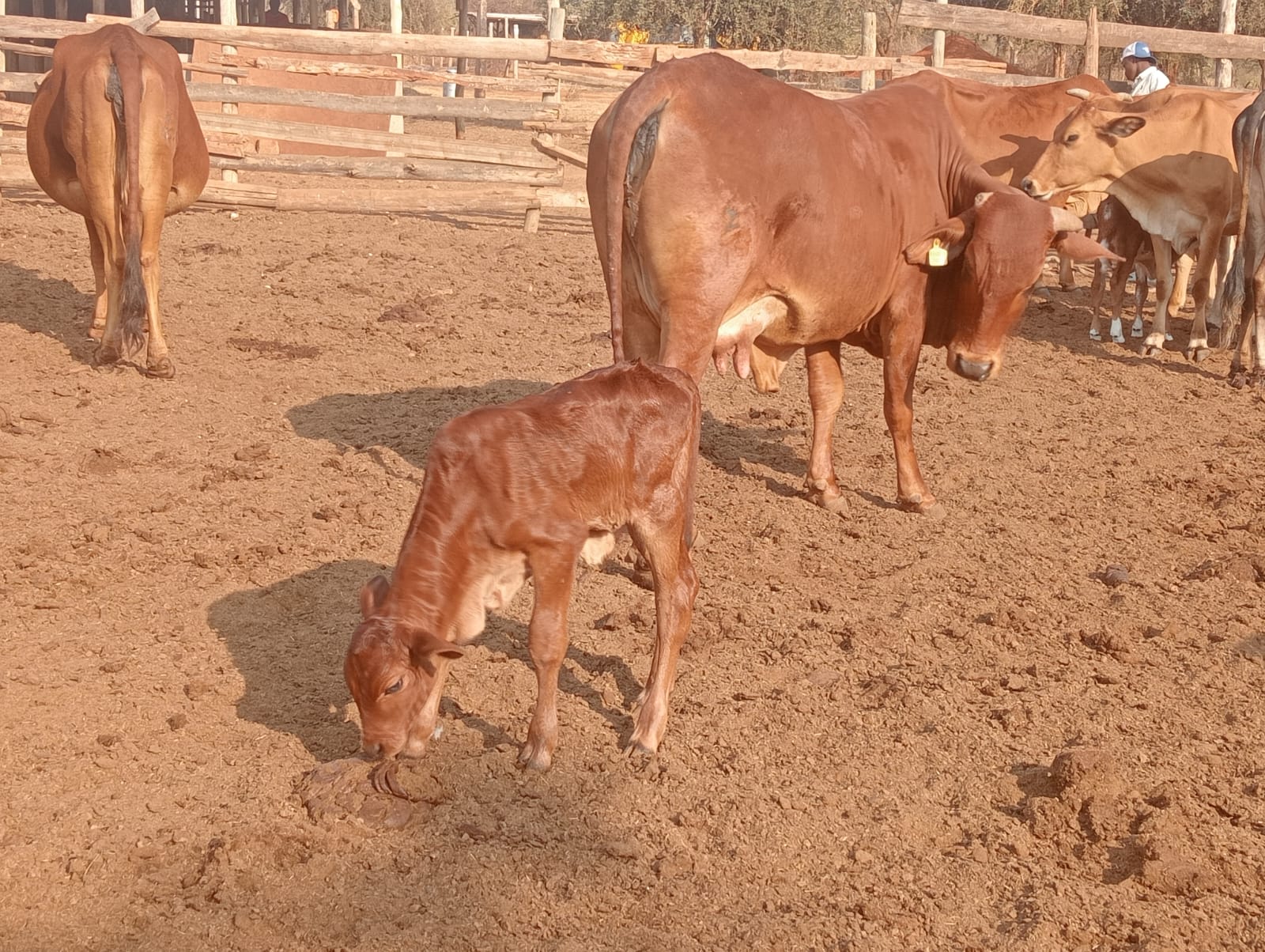 Cow Females