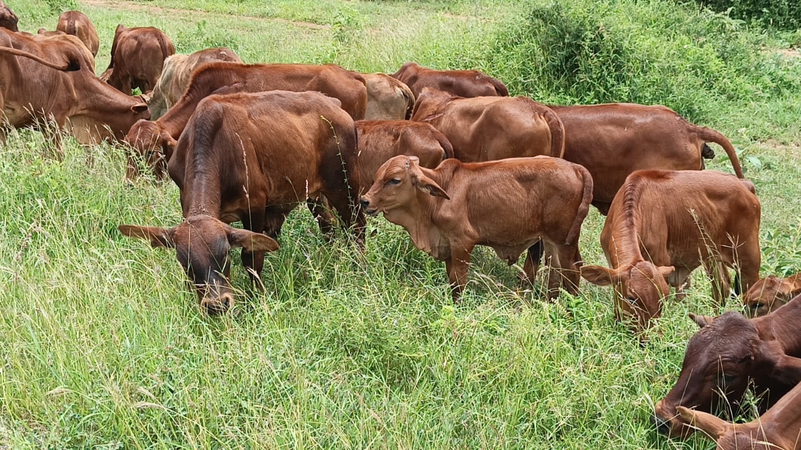 Namelok Farm cattle