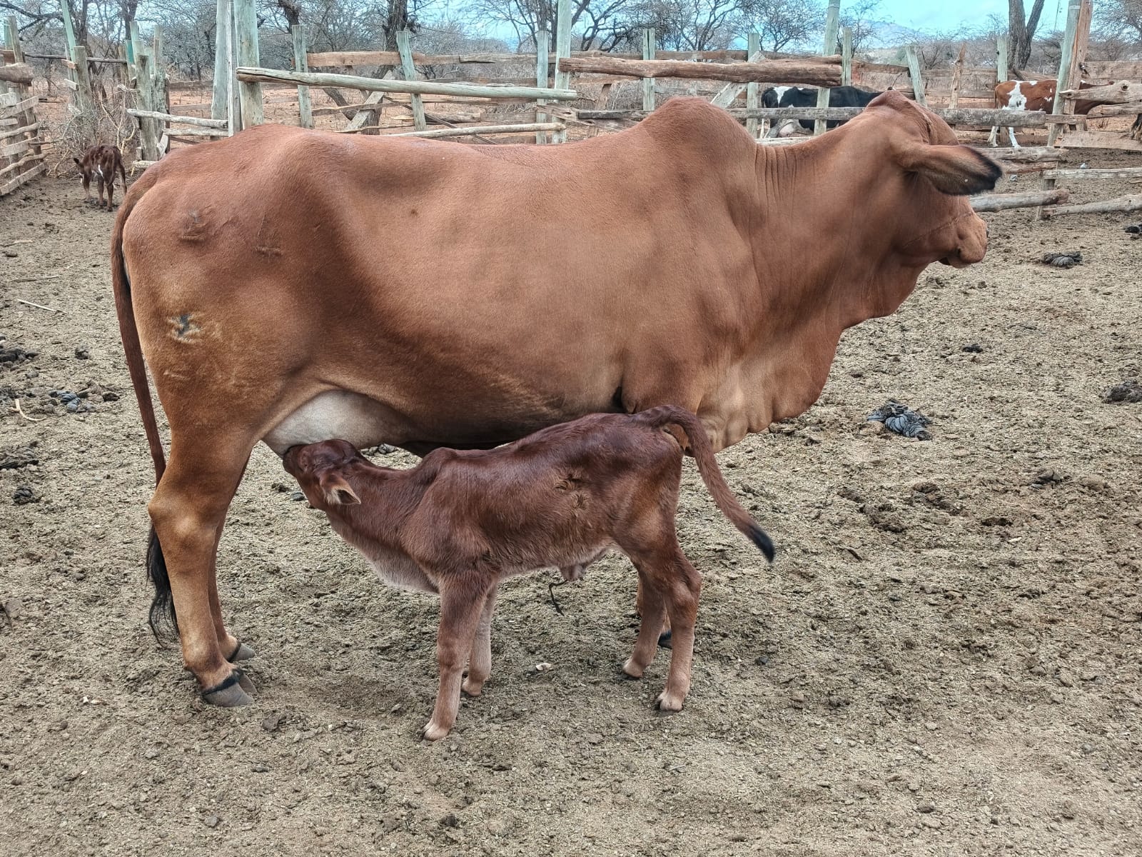 Cow Females