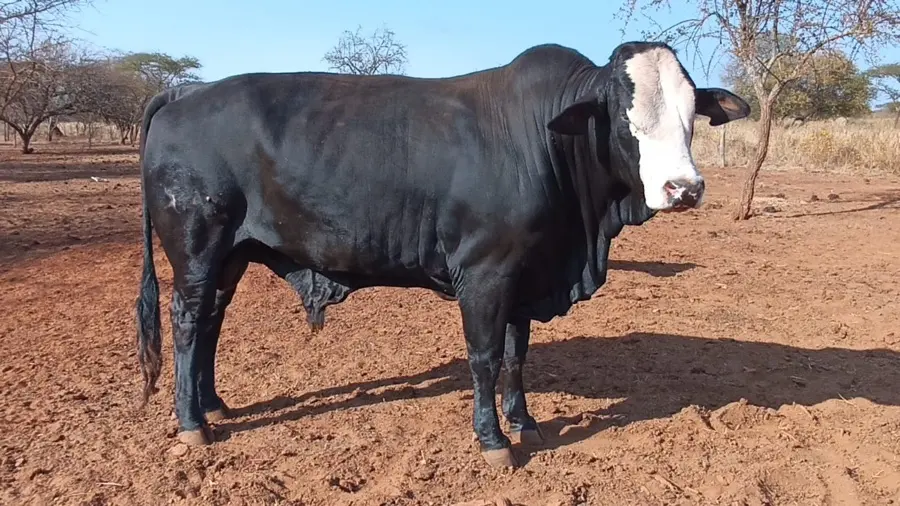 A Namelok Farm breeding bull whose semen is collected for sale