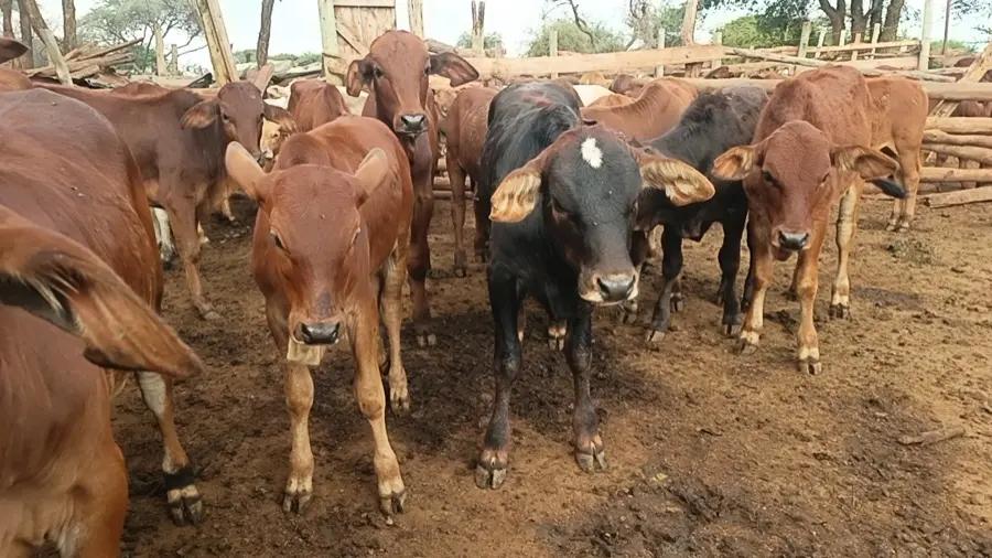 Young Namelok Farm cattle from the registered cow families