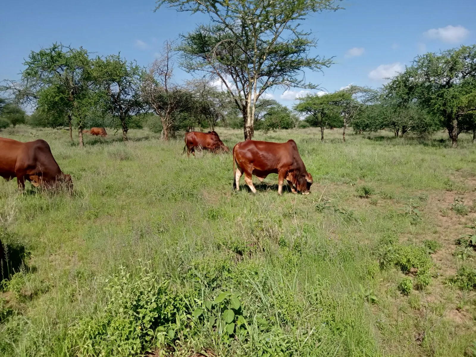 Namelok Farm cattle