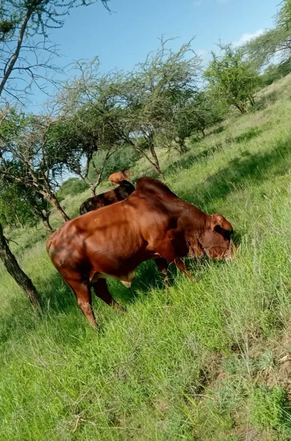 Namelok Farm cattle