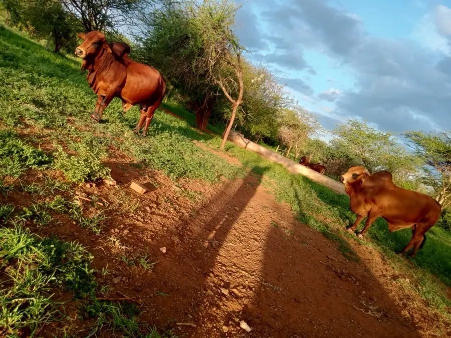 Namelok Farm cattle