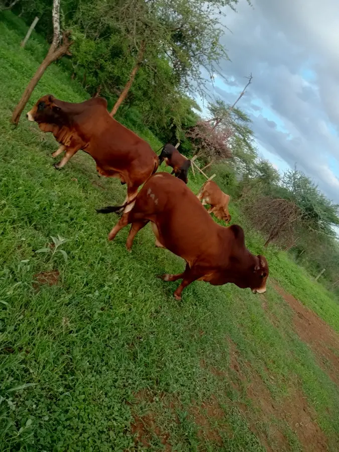 Namelok Farm cattle