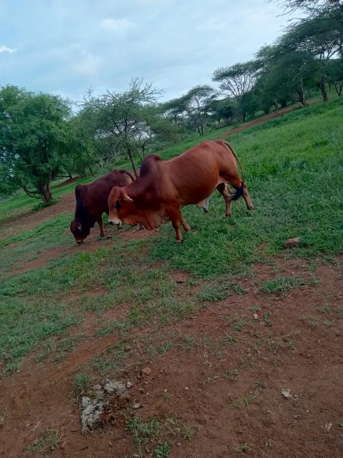 Namelok Farm cattle on pasture